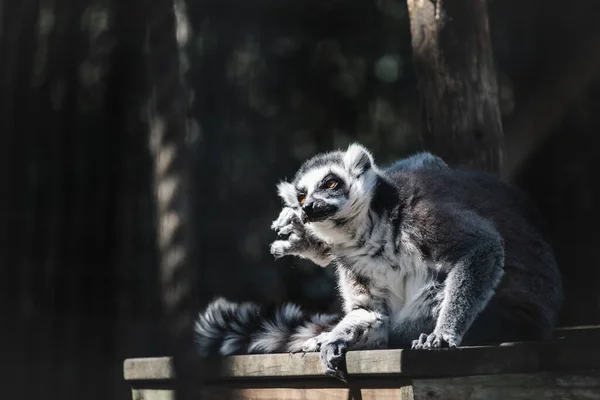 Closeup Shot Cute Grey Raccoon Outdoors — Fotografia de Stock