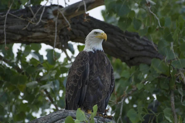 Primer Plano Águila Calva Vieja Rama Árbol Medio Hojas Verdes —  Fotos de Stock