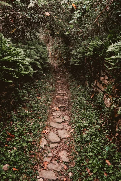 緑の木々の森の中の細い道 — ストック写真