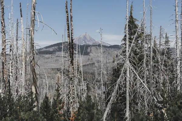 Vacker Bild Torkade Växter Och Träd Ett Berg Glacier National — Stockfoto