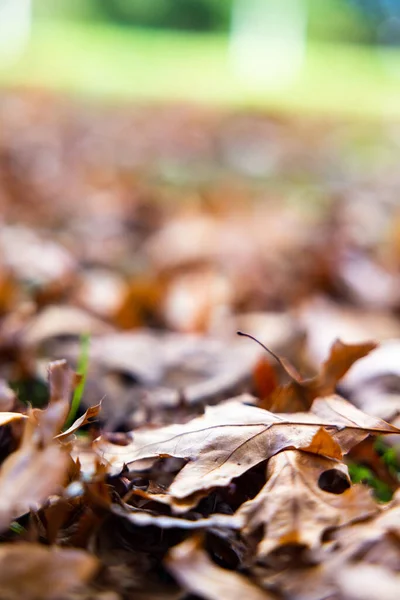 Detailní Záběr Podzimních Listů Spadl Zem — Stock fotografie