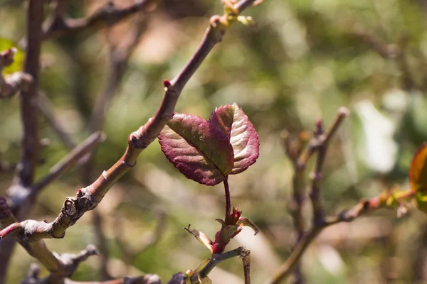 Autumn Fall Leaves Macro Close — Stock Photo, Image