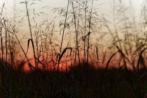 Die Silhouetten Der Pflanzen Vor Dem Hintergrund Des Sonnenuntergangs — Stockfoto