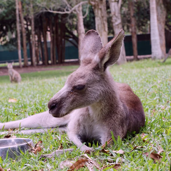 Selektiv Fokusbild Känguru Som Vilar Parken — Stockfoto