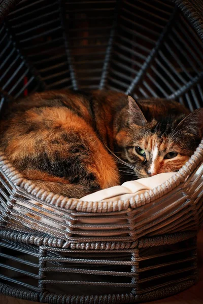 Ένα Κάθετο Κοντινό Πλάνο Μιας Όμορφης Γάτας Που Αναπαύεται Πάνω — Φωτογραφία Αρχείου