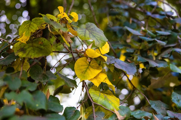 Natural View Autumnal Leaves Tree Branches Park — Fotografia de Stock