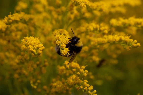 Gros Plan Une Abeille Extrait Pollen Une Fleur Jaune Une — Photo