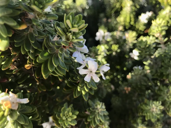 Een Uitzicht Van Kleine Witte Bloemen Bush — Stockfoto