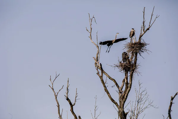 United States Jan 1970 Low Angle Shot Blue Herons Tree — Foto Stock