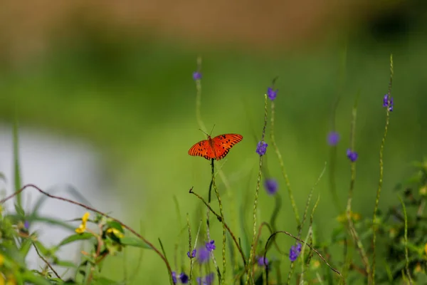 Selective Closeup Orange Fritillary Butterfly Purple Plant — 图库照片