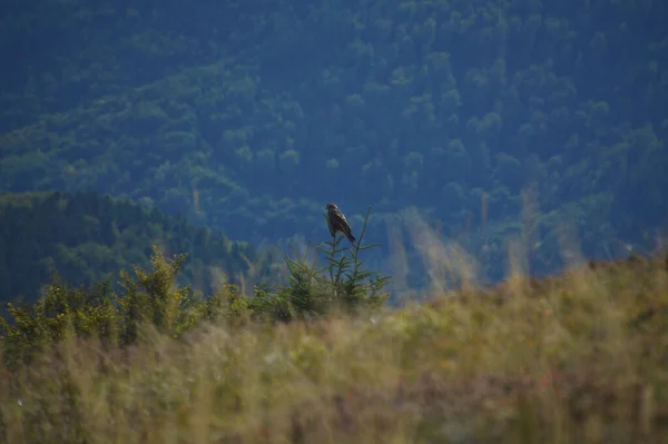 View Eagle Perched Tree Background Green Forest — Fotografia de Stock