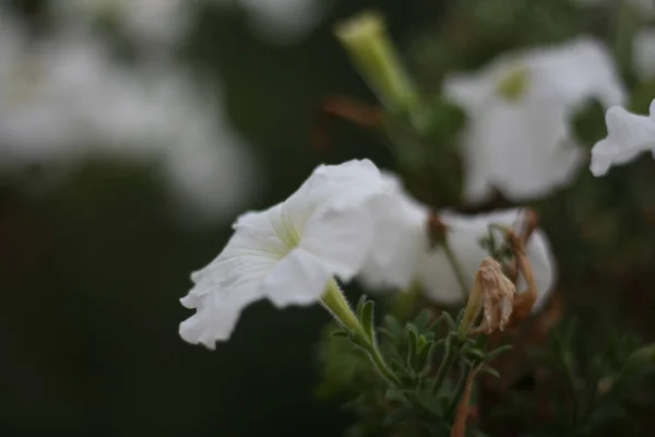 Tiro Close Flores Petúnia Branca Florescendo — Fotografia de Stock