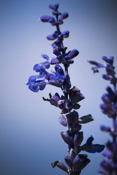 Eine Vertikale Nahaufnahme Von Schönen Lila Blumen — Stockfoto