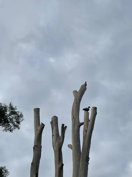 Vertical Shot Cut Trees Background Cloudy Sky — Stock Photo, Image