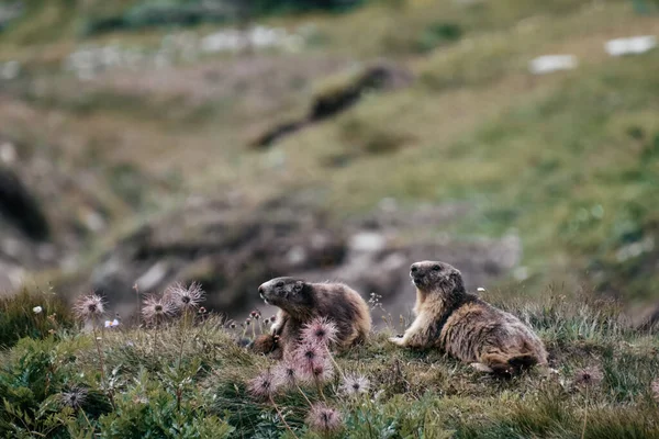 Selectivo Marmotas Alpinas Marmota Marmota Colinas Verdes —  Fotos de Stock