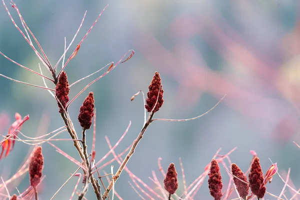 Närbild Bild Vacker Röd Staghorn Sumac Växter Växer Trädgården Med — Stockfoto