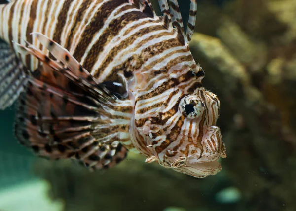 Photo Pterois Volitans Red Lion Fish Swimming Aquarium — Stock Photo, Image