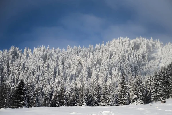 Uma Vista Densa Floresta Abetos Toda Coberta Neve — Fotografia de Stock