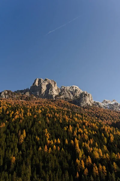 悬崖边的秋天森林的一个垂直的低角度的镜头 — 图库照片