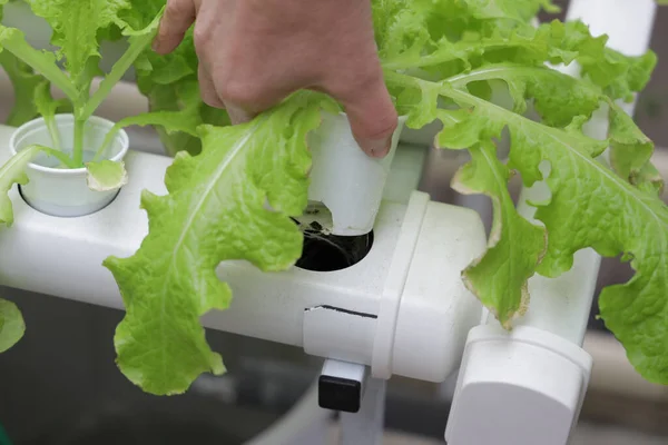 Shot Seedlings Laboratory — Stock Photo, Image