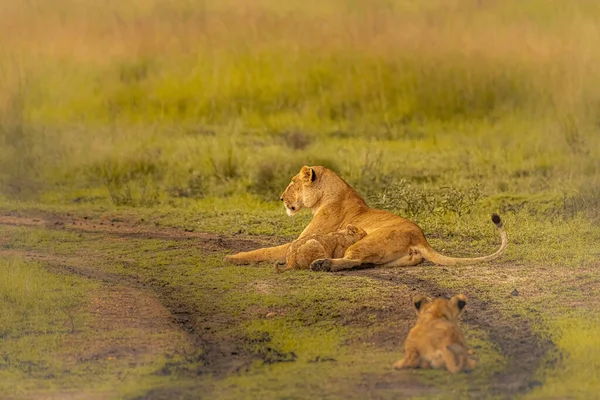 一只母狮和一只小狮子在田里玩耍 — 图库照片