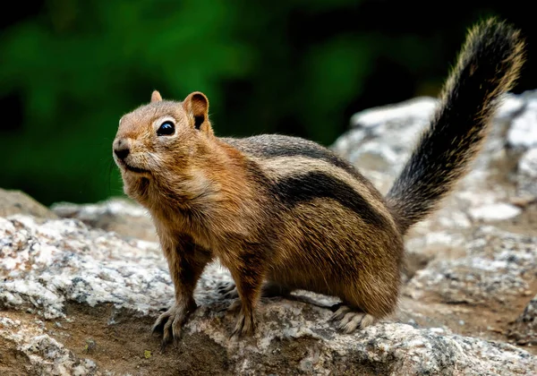Soft Focus Squirrel Rock — Stock Photo, Image