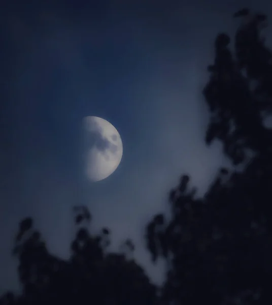 Luna Fase Del Primer Cuarto Con Siluetas Borrosas Del Árbol — Foto de Stock