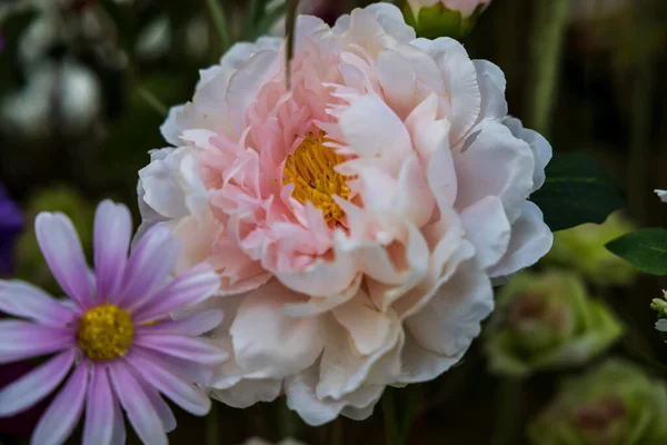 Різновид Барвистих Квітів Цвітуть Ботанічному Саду — стокове фото