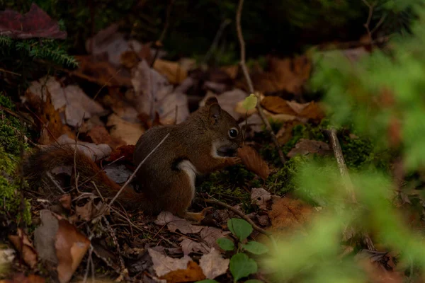 Gros Plan Écureuil Roux Américain Dans Sol Sur Des Feuilles — Photo