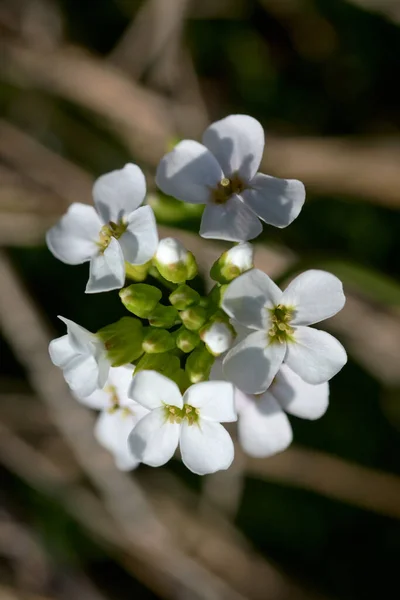 Tiro Foco Seletivo Flores Agrião Rocha Árabes Belianske Tatras Eslováquia — Fotografia de Stock