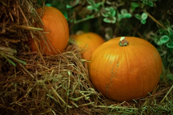 Primer Plano Una Calabaza Como Decoración Halloween Acción Gracias — Foto de Stock