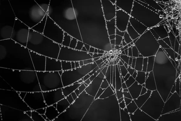 Grayscale Macro Shot Spider Web Rain Drops Blurry Background — Photo