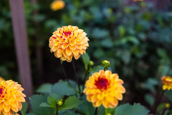 Closeup Shot Yellow Dahlia Explosion Flowersin Garden — стоковое фото