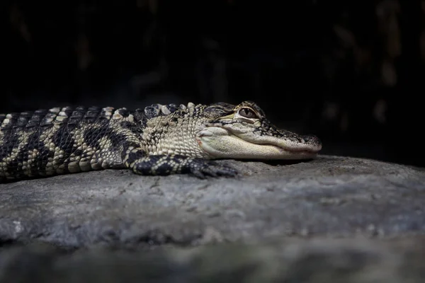 Photo Small Alligator Sitting Rock — стоковое фото