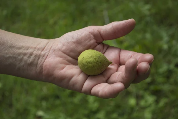 Zdjęcie Bliska Męskiej Dłoni Trzymającej Niedojrzały Zielony Orzech Lesie — Zdjęcie stockowe