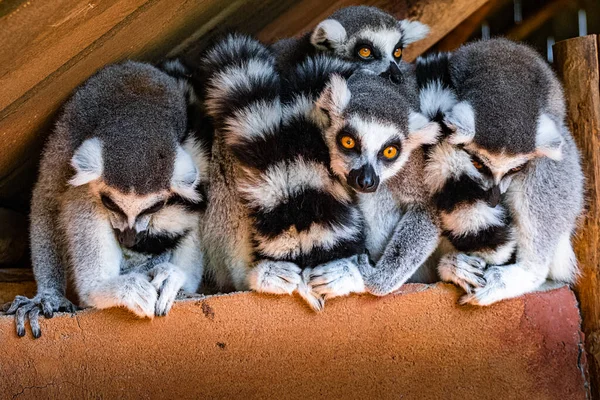 Primo Piano Gruppo Lemuri Dalla Coda Anello Una Struttura Legno — Foto Stock
