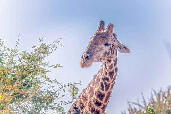 Gros Plan Une Girafe Dans Parc — Photo