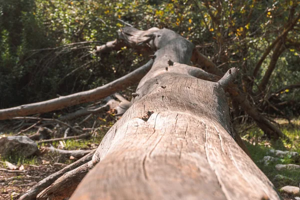 Ein Umgestürzter Baum Mit Dickem Stamm Wald — Stockfoto