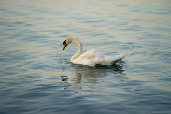 Cisne Branco Elegante Vagueando Lago — Fotografia de Stock