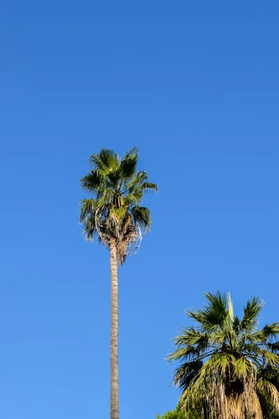Uma Palmeira Contra Céu Azul Roma Itália — Fotografia de Stock