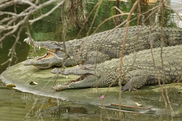 Deux Crocodiles Nil Crocodylus Niloticus Reposant Ensemble Avec Bouche Ouverte — Photo
