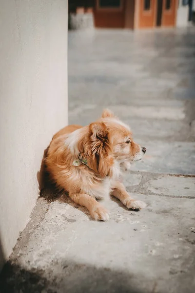 Kaldırımda Dinlenen Kahverengi Bir Köpeğin Dikey Çekimi — Stok fotoğraf