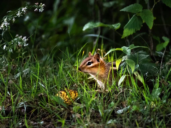 Nahaufnahme Eines Niedlichen Kleinen Eichhörnchens Wald — Stockfoto