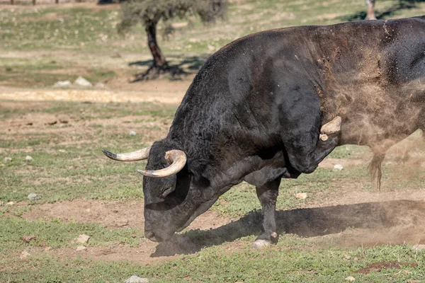 Španělský Býk Poli Připraven Býčí Zápasy — Stock fotografie