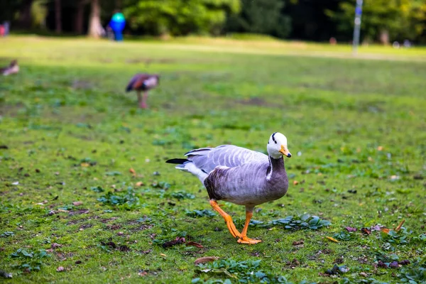 在绿地上在模糊的背景下觅食的山鹅 — 图库照片