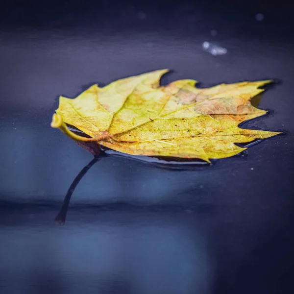 Closeup Fallen Yellow Leaf Floating Water Surface Autumn — Stock Photo, Image