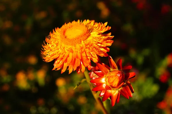 Крупный План Земляного Цветка Красивый Оранжевый Темном Фоне Растение Произрастающее — стоковое фото