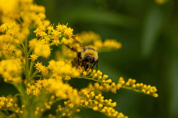Gros Plan Une Abeille Qui Extrait Pollen Une Fleur Jaune — Photo