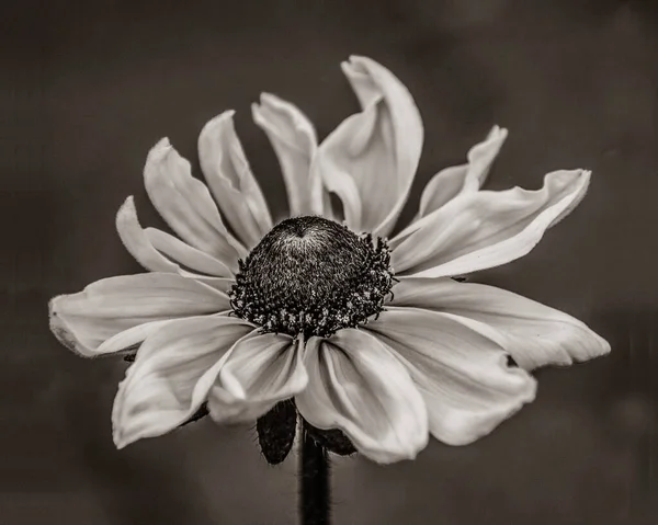 Bahçedeki Güzel Siyah Gözlü Susan Yakın Plan Fotoğrafı — Stok fotoğraf