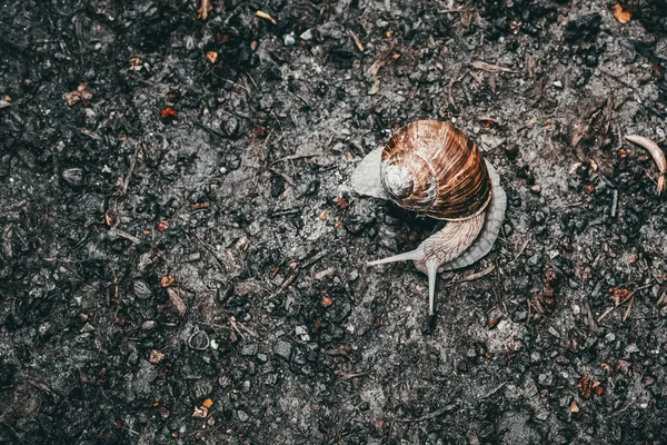 Una Vista Dall Alto Una Grande Lumaca Terra — Foto Stock